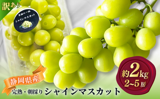 【2026年先行予約】 シャインマスカット 訳あり 約2kg 2房〜5房 完熟 朝採り 静岡県産【配送不可地域：離島・沖縄県】【1723183】