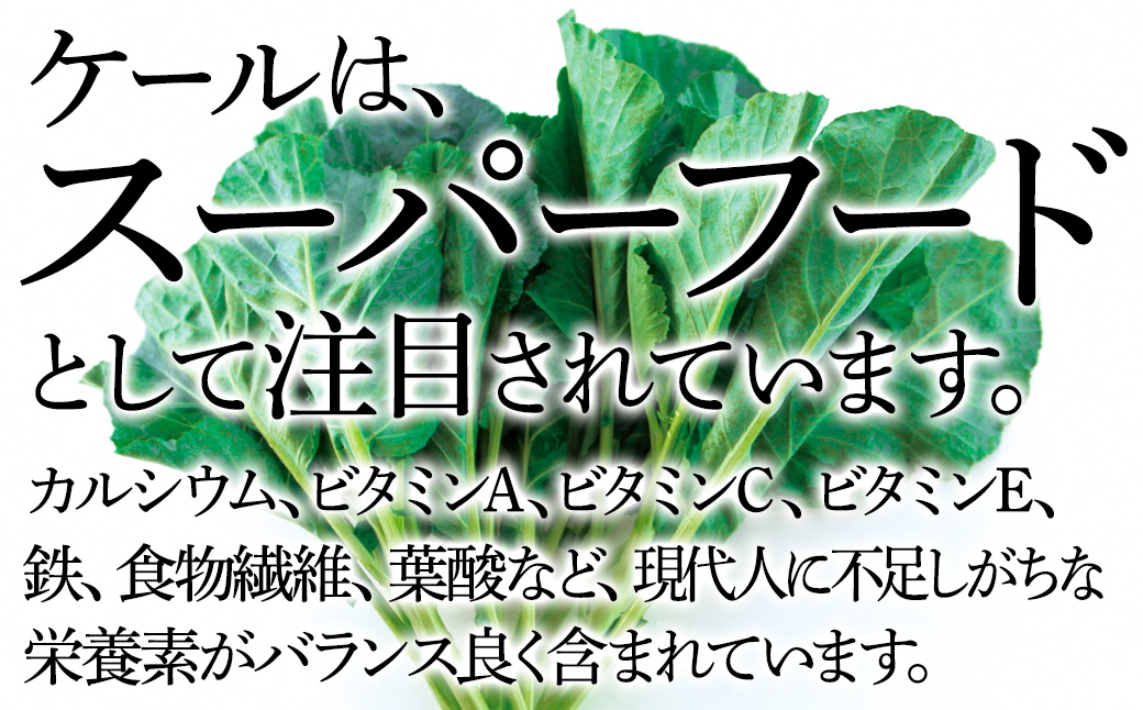 【毎月定期便】やわらかくて食べやすい苦みの少ないケール【静岡県磐田市産 特別栽培】全6回【配送不可地域：離島】【4003775】