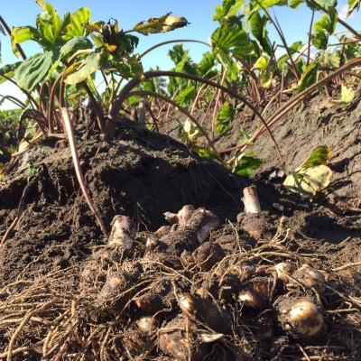 今だけの旬野菜・伝統的高級京野菜!煮物や鍋料理で! 海老芋(子芋LM・孫芋バラ) 各1kg【1472541】