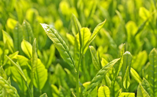 髱吝イ。逵檎」千伐蟶ら肇縺ョ荳逡ェ闌カ闡100%菴ソ逕ィ!縺ゥ縺縺セ縺郛カ鬟イ譁吶後>繧上◆闌カ郛カ縲(300g繝懊ヨ繝ォ郛カテ24)縲1414264縲