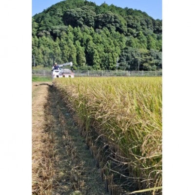 【毎月定期便】静岡こしひかり(精米)10kg×1袋全3回【4076036】