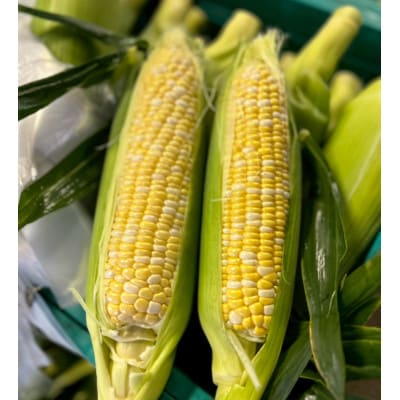 【2026年6月〜7月順次発送】とうもろこし 約5kg 甘々娘(訳あり) 朝採り スイートコーン【配送不可地域：離島・北海道・沖縄県・東北・中国・四国・九州】【1713800】
