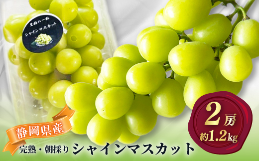 【2026年先行予約】 シャインマスカット 2房 約1.2kg 厳選 完熟 朝採り 静岡県産【配送不可地域：離島・沖縄県】【1723184】