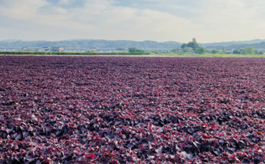 赤しそソルベ　70ml×6個入り【配送不可地域：離島】【1575911】