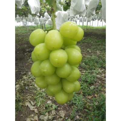 【先行受付】【150口限定】シャインマスカット　2房(2026年9月中旬〜下旬発送予定)【配送不可地域：離島】【1697177】