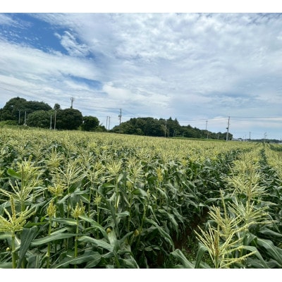 【2026年6月〜7月順次発送】とうもろこし 約5kg 甘々娘(訳あり) 朝採り スイートコーン【配送不可地域：離島・北海道・沖縄県・東北・中国・四国・九州】【1713800】