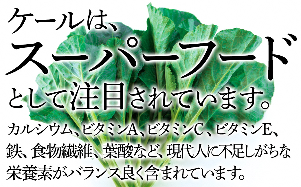 【毎月定期便】やわらかくて食べやすい苦みの少ないケール【静岡県磐田市産 特別栽培】全12回【配送不可地域：離島】【4003773】