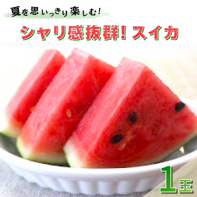 【先行受付/2026年8月上旬より発送】1玉!夏を思いっきり楽しむ!シャリ感抜群!スイカ【ぷちっと】【配送不可地域：離島・北海道・沖縄県】【1685557】
