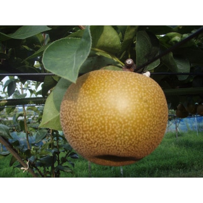 【先行受付】【150口限定】梨『あきづき』(2026年8月下旬〜9月中旬発送予定)【配送不可地域：離島】【1697211】