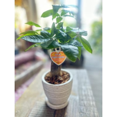 運気アップのインドアグリーン「パキラ」【1573882】