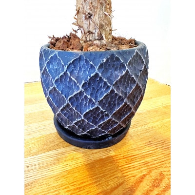 パキラ　パイナップル型の陶器鉢ブラック【1523642】