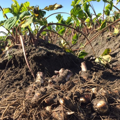 今だけの旬野菜・伝統的高級京野菜!煮物や鍋料理で! 海老芋 子芋LM 2kg【1472529】