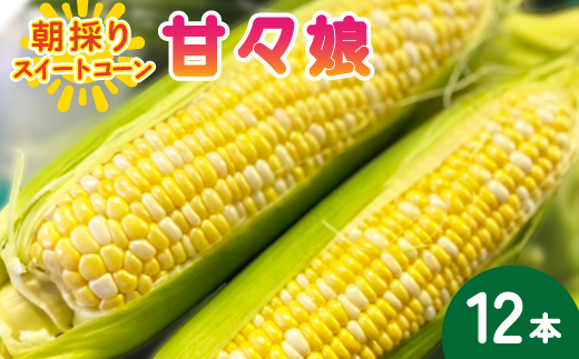 【2026年6月〜7月順次発送】とうもろこし 12本 甘々娘(A品) 朝採り スイートコーン【配送不可地域：離島・北海道・沖縄県・東北・中国・四国・九州】【1713799】