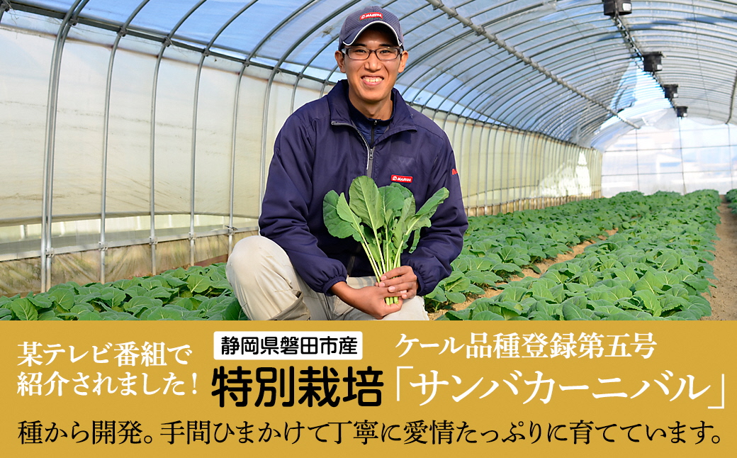 【毎月定期便】やわらかくて食べやすい苦みの少ないケール【静岡県磐田市産 特別栽培】全6回【配送不可地域：離島】【4003775】