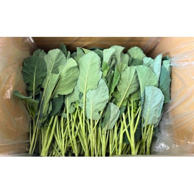 【訳あり】ソフトケール 5kg【TV紹介で大好評】おいしさで、ケールに革命を。【配送不可地域：離島】【1727000】