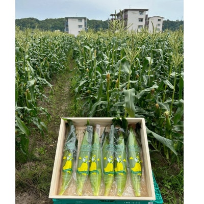 【2026年6月〜7月順次発送】とうもろこし 約5kg 甘々娘(訳あり) 朝採り スイートコーン【配送不可地域：離島・北海道・沖縄県・東北・中国・四国・九州】【1713800】