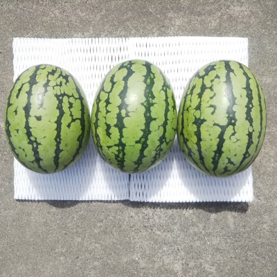 【先行受付/2026年8月上旬より発送】3玉!夏を思いっきり楽しむ!シャリ感抜群!スイカ【ぷちっと】【配送不可地域：離島・北海道・沖縄県】【1685555】