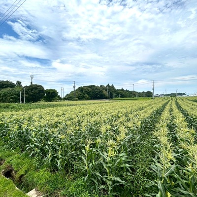 ã2026幎6æã7æé 次çºéããšããããã ãã¯ã€ã 12æ¬ Aå ææ¡ã ã¹ã€ãŒãã³ãŒã³éªã®åŠç²Ÿãé
éäžå¯å°åïŒé¢å³¶ã»æ²çžçãã1713805ã