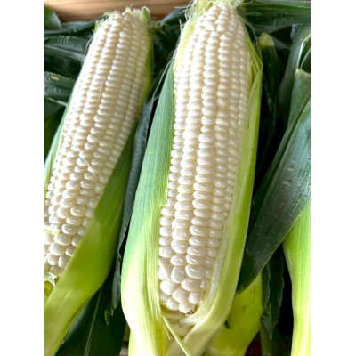 ã2026幎6æã7æé 次çºéããšããããã ãã¯ã€ã 12æ¬ Aå ææ¡ã ã¹ã€ãŒãã³ãŒã³éªã®åŠç²Ÿãé
éäžå¯å°åïŒé¢å³¶ã»æ²çžçãã1713805ã