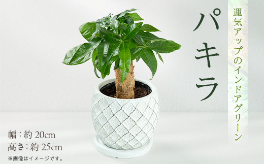 運気アップのインドアグリーン「パキラ」【1573882】