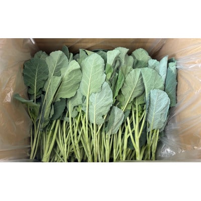 ãèš³ããããœããã±ãŒã« 1kgãTV玹ä»ã§å€§å¥œè©ãããããã§ãã±ãŒã«ã«é©åœãããé
éäžå¯å°åïŒé¢å³¶ãã1726973ã