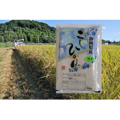 静岡こしひかり 精米 5kg【1680074】