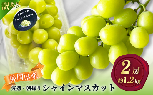 【2026年先行予約】 シャインマスカット 訳あり 2房 約1.2kg 完熟 朝採り 静岡県産【配送不可地域：離島・沖縄県】【1723185】