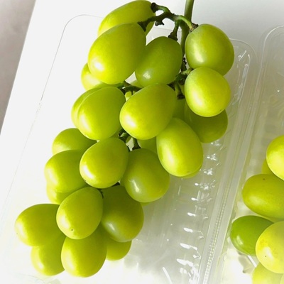 ã2026幎å
è¡äºçŽã ã·ã£ã€ã³ãã¹ã«ãã 2æ¿ çŽ1.2kg å³éž å®ç ææ¡ã é岡çç£ãé
éäžå¯å°åïŒé¢å³¶ã»æ²çžçãã1723184ã