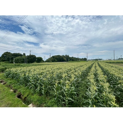 【2026年6月〜7月順次発送】とうもろこし ホワイト 12本 A品 朝採り スイートコーン雪の妖精【配送不可地域：離島・北海道・沖縄県・東北・中国・四国・九州】【1713805】