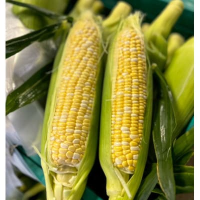 【2026年6月〜7月順次発送】とうもろこし 12本 甘々娘(A品) 朝採り スイートコーン【配送不可地域：離島・北海道・沖縄県・東北・中国・四国・九州】【1713799】