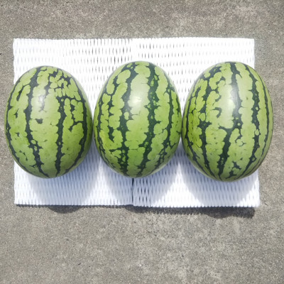 【先行受付/2026年8月上旬より発送】3玉!夏を思いっきり楽しむ!シャリ感抜群!スイカ【ぷちっと】【配送不可地域：離島・北海道・沖縄県】【1685555】