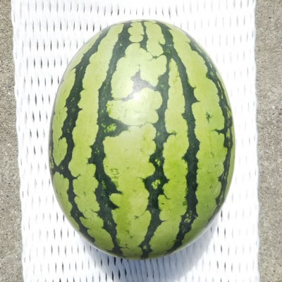 【先行受付/2026年8月上旬より発送】1玉!夏を思いっきり楽しむ!シャリ感抜群!スイカ【ぷちっと】【配送不可地域：離島・北海道・沖縄県】【1685557】