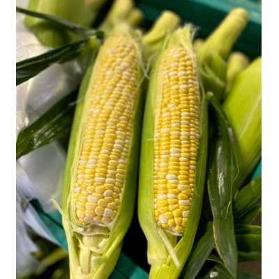 【2026年6月〜7月順次発送】とうもろこし 30本 甘々娘(A品) 朝採り スイートコーン【配送不可地域：離島・北海道・沖縄県・東北・中国・四国・九州】【1713801】