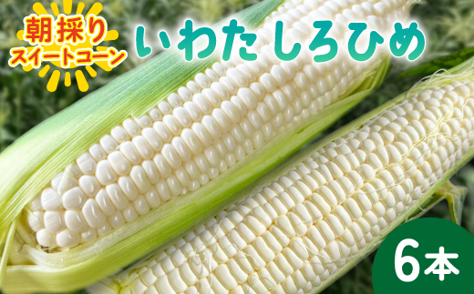 【2026年6月〜7月順次発送】とうもろこし ホワイト 6本 A品 朝採り スイートコーン 雪の妖精【配送不可地域：離島・北海道・沖縄県・東北・中国・四国・九州】【1713804】