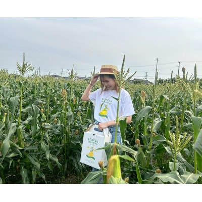 【2026年6月〜7月順次発送】とうもろこし 6本 甘々娘(A品) 朝採り スイートコーン【配送不可地域：離島・北海道・沖縄県・東北・中国・四国・九州】【1713797】