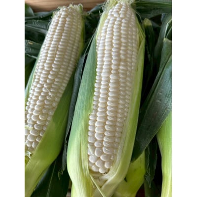 【2026年6月〜7月順次発送】とうもろこし ホワイト 6本 A品 朝採り スイートコーン 雪の妖精【配送不可地域：離島・北海道・沖縄県・東北・中国・四国・九州】【1713804】