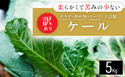 【訳あり】ソフトケール 5kg【TV紹介で大好評】おいしさで、ケールに革命を。【配送不可地域：離島】【1727000】