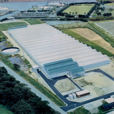 静岡県産冷凍いちごきらぴ香1kgと抹茶みるくソース100g【配送不可地域：離島】【1727377】