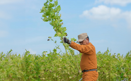 髱吝イ。逵檎」千伐蟶ら肇縲逕滓誓繧翫∴縺斐∪豐ケ 2譛ャ縲1415422縲