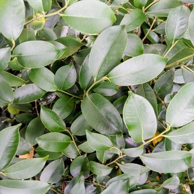 é岡çç£ç£ç°åžãåºäžæŠãæ¬æŠãçŽåœç£ãããã1察(2æ)â»1æ¥äº€æã«éã«åãããã«é
éã1702553ã