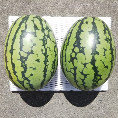 【先行受付/2026年8月上旬より発送】2玉!夏を思いっきり楽しむ!シャリ感抜群!スイカ【ぷちっと】【配送不可地域：離島・北海道・沖縄県】【1685556】