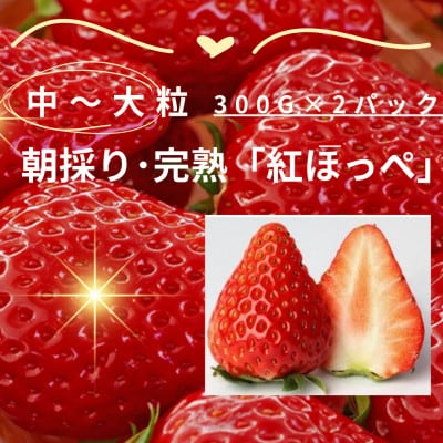 【12月下旬より順次発送】完熟・採れたてイチゴ「紅ほっぺ」中〜大粒300g×2パック【配送不可地域：離島・北海道・沖縄県・東北・中国・四国・九州】【1701862】