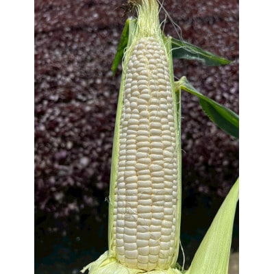 【2026年6月〜7月順次発送】とうもろこし ホワイト 6本 A品 朝採り スイートコーン 雪の妖精【配送不可地域：離島・北海道・沖縄県・東北・中国・四国・九州】【1713804】
