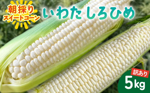 【2026年6月〜7月順次発送】とうもろこし ホワイト 訳あり 5kg 朝採り スイートコーン【配送不可地域：離島・北海道・沖縄県・東北・中国・四国・九州】【1713807】