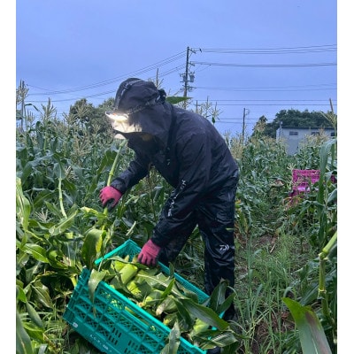 【2026年6月〜7月順次発送】とうもろこし ホワイト 6本 A品 朝採り スイートコーン 雪の妖精【配送不可地域：離島・北海道・沖縄県・東北・中国・四国・九州】【1713804】