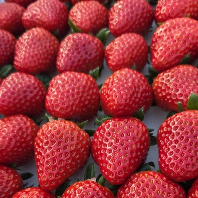 イチゴ(紅ほっぺ)・冷蔵 300g×6パック【配送不可地域：離島・北海道・沖縄県】【1554768】