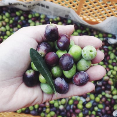 静岡県磐田市産エキストラバージン・オリーブオイル100ml×2種セット【1711292】