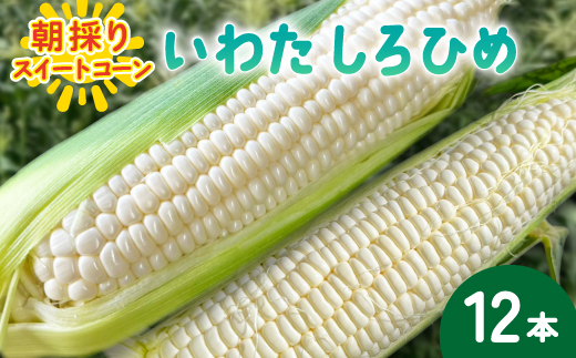 【2026年6月〜7月順次発送】とうもろこし ホワイト 12本 A品 朝採り スイートコーン雪の妖精【配送不可地域：離島・北海道・沖縄県・東北・中国・四国・九州】【1713805】