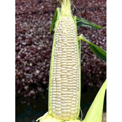 【2026年6月〜7月順次発送】とうもろこし ホワイト 6本 A品 朝採り スイートコーン 雪の妖精【配送不可地域：離島・沖縄県】【1713804】
