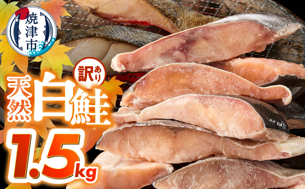 a10-1177　訳あり！天然 白鮭 甘口 切身 約1.5kg バラ凍結 大袋ジッパー